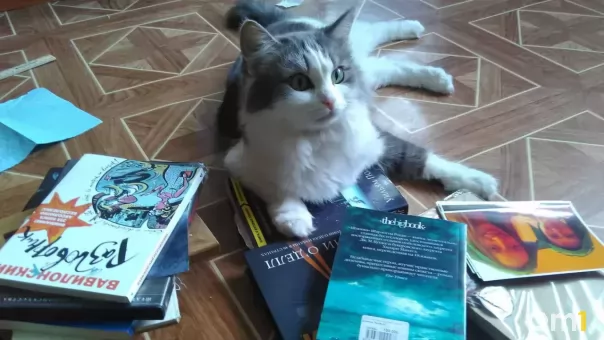 Плоские тексты: новосибирские писатели раскритиковали книги, написанные нейросетями