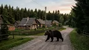 Медведи идут к людям: в Новосибирской области резко выросло число появлений хищников у населённых пунктов