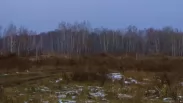 Бэби-бум медведей и енотовидных собак: в Новосибирской области выяснили, как за 10 лет изменился животный мир