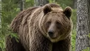 В Новосибирской области зафиксировали 43 выхода медведей к людям