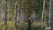 Медведи и волки нападают на животных в Усть-Ишимском районе — власти объяснили ситуацию
