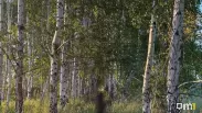 Охотник в деревне Большая Тарель Иркутской области выжил после нападения медведя: что известно