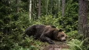 В Новосибирской области объявили охоту на 354 медведей — первые особи уже добыты
