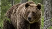 «Иди отсюда»: житель Новосибирской области криком прогнал медведя