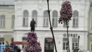 Климатический сбой: в Омске в начале октября внезапно расцвела сирень