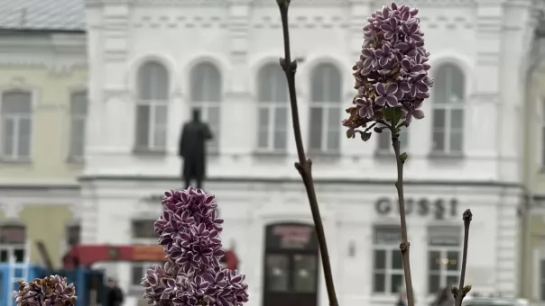 Климатический сбой: в Омске в начале октября внезапно расцвела сирень