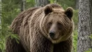 Медведь полез в жилой дом: участковому пришлось применить оружие