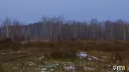 Медведи станут активнее в ближайшие недели: омичей призвали быть осторожнее