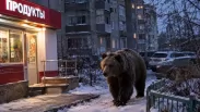 Медведи могут стать особенно активными в октябре: жителей Новосибирска предупредили об опасности