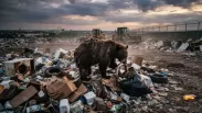 Свалки манят, ягоды пропали — почему медведи всё чаще выходят к людям