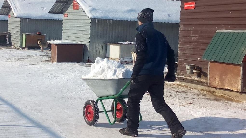 Приют «Друг» просит омичей помочь в уборке снега