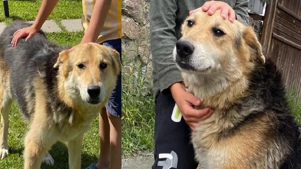 Хладнокровно переехал спящего пса: новосибирец насмерть задавил собаку на даче