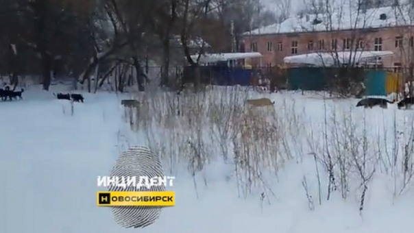 «Огромные, дикие дворняги»: стая бродячих собак держит в страхе новосибирцев. ВИДЕО