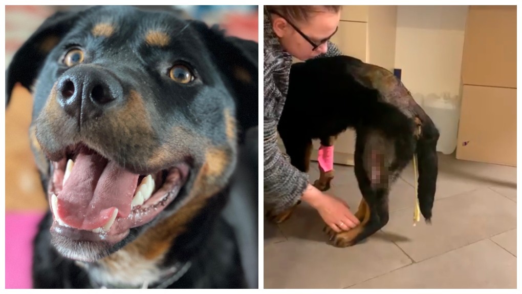 «Собирали по крупицам»: как новосибирские волонтёры спасли от инвалидности брошенного пса