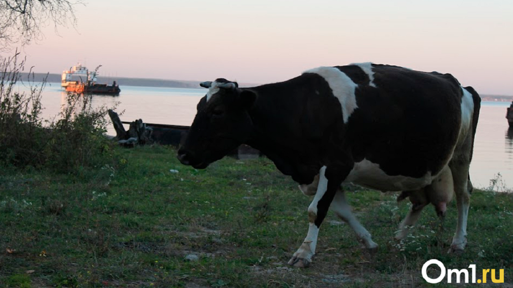 В Омской области у крупного рогатого скота выявляли бешенство и африканскую чуму