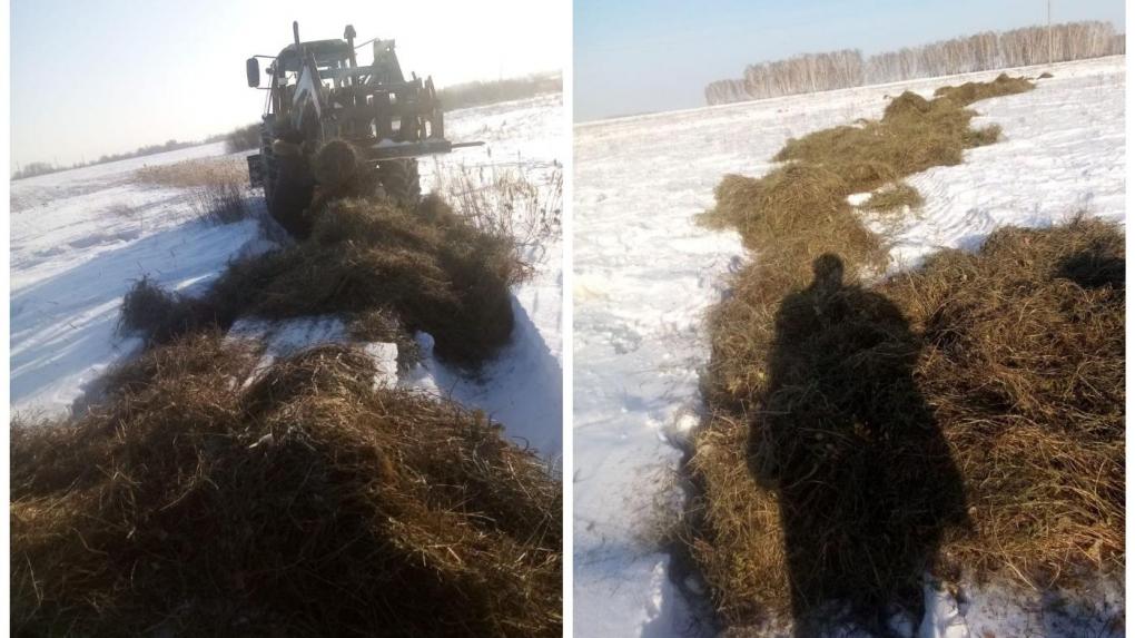 Куйбышев огородили сеном из-за миграции косуль в Новосибирской области