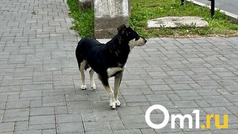 Омичка опубликовала жуткие фотографии ссадин у детей после нападения бездомных собак