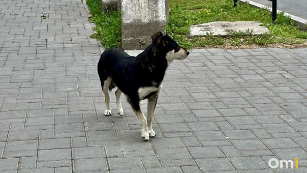 Омичка опубликовала жуткие фотографии ссадин у детей после нападения бездомных собак