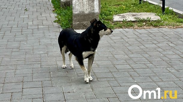Омичка опубликовала жуткие фотографии ссадин у детей после нападения бездомных собак