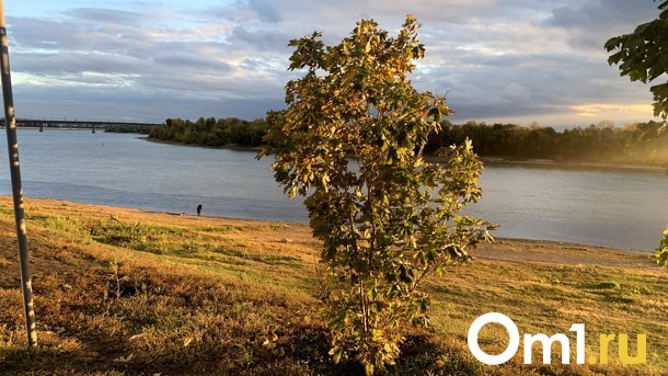 Владельцам особых экономических зон в Омске разрешат вырубать деревья по своему усмотрению