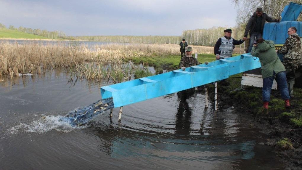 Миллионы мальков ценных видов рыб заполнили водоёмы Новосибирской области