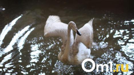 В омском «Детском ЭкоЦентре» ждут появления птенцов чёрных лебедей