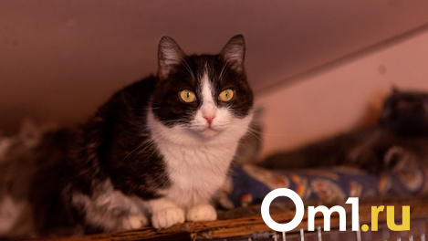 «Тошнило весь дом!»: 10 кошек выселили из коммунальной квартиры в Новосибирске