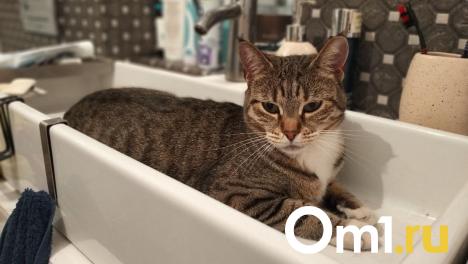 Жители двух округов Омска на весь день останутся без горячей воды