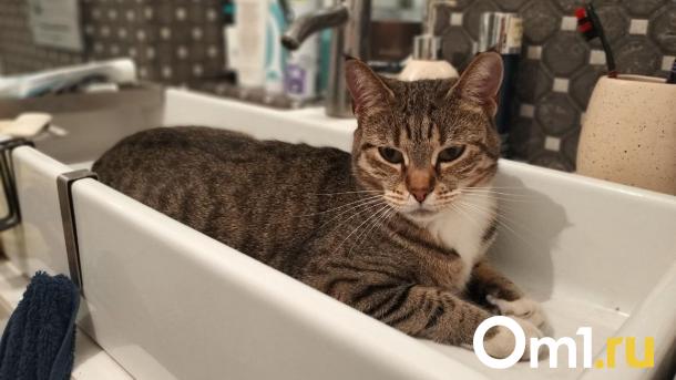Жители двух округов Омска на весь день останутся без горячей воды