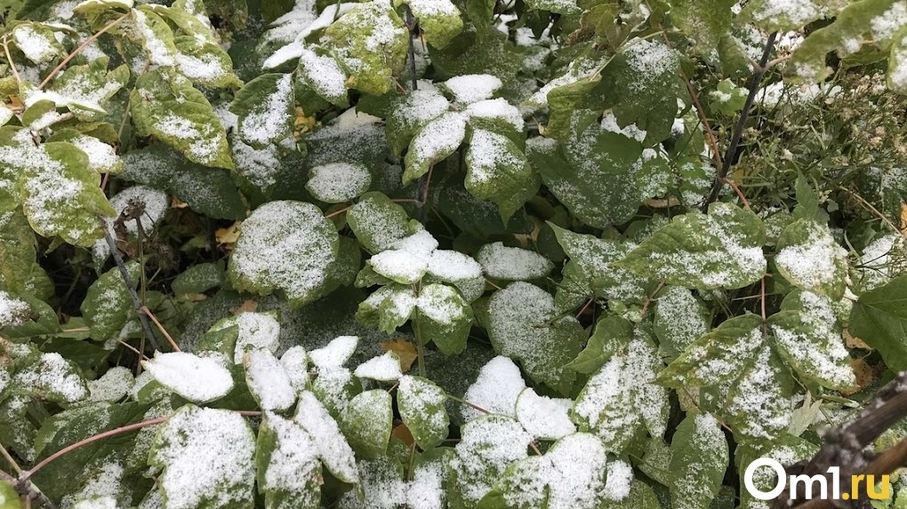 В Новосибирске синоптики объяснили причину отсутствия устойчивого снежного покрова