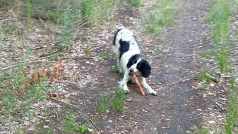 В Новосибирской области бойцовский пёс чуть не разорвал спаниеля на глазах у 13-летней девочки
