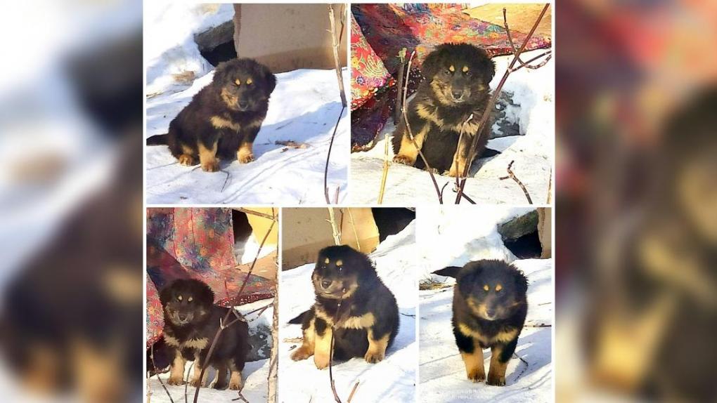 «Многие из них погибают»: щенки остались без матери на морозе в Новосибирске