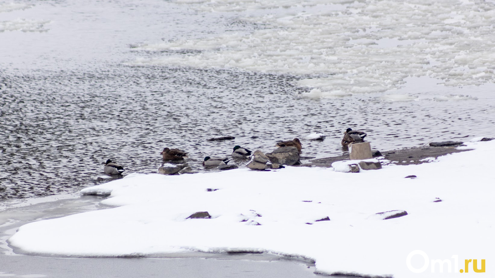 Новосибирский орнитолог Яновский рассказал об опасности морозов для птиц