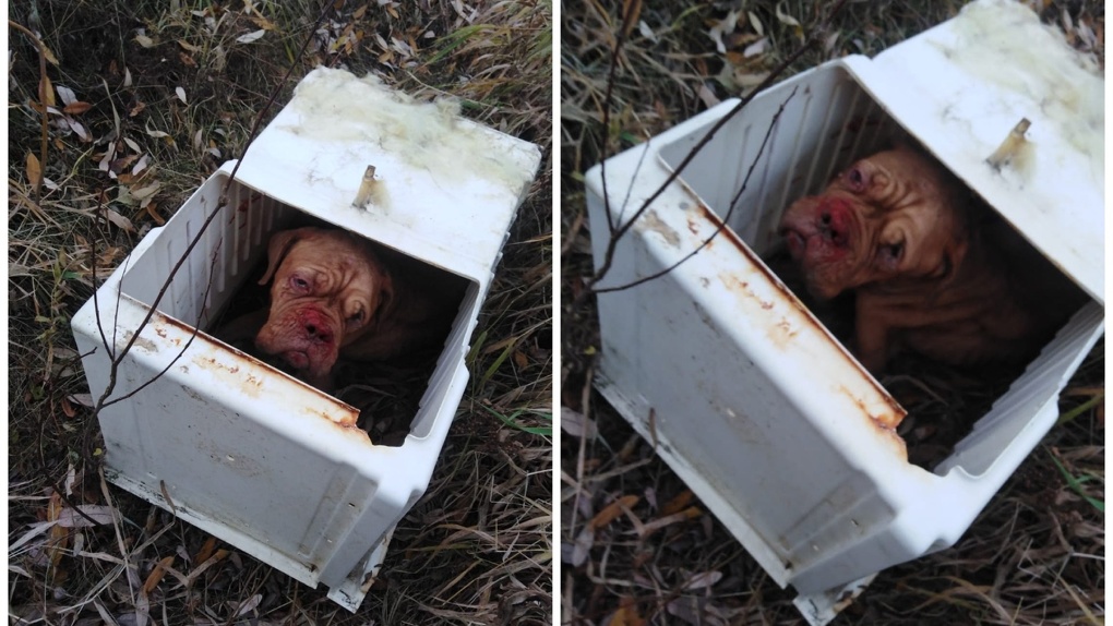 Новосибирские ветеринары усыпили избитого бордоского дога с онкологией, которого спасли от хозяина