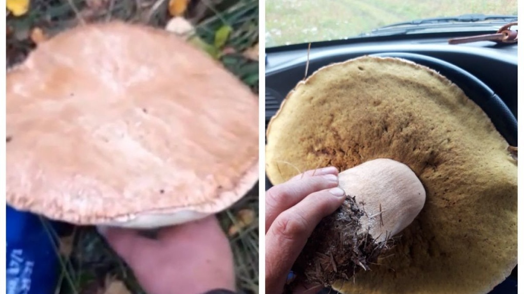 «Больше головы»: необычный гриб размером с автомобильный руль нашли в новосибирском лесу. ВИДЕО