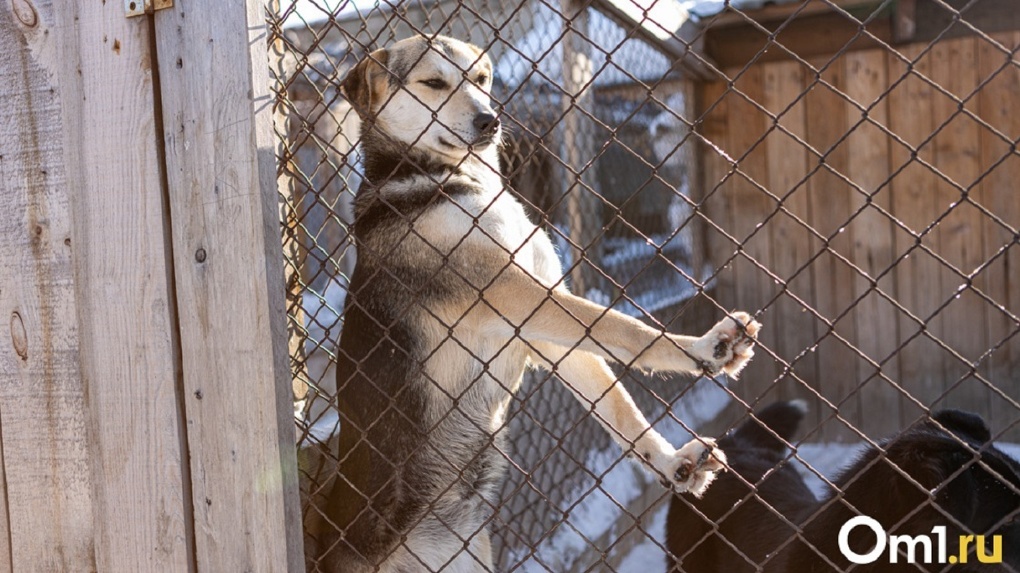 В Омске предлагают не выпускать бездомных собак на волю и создать для них пожизненные приюты