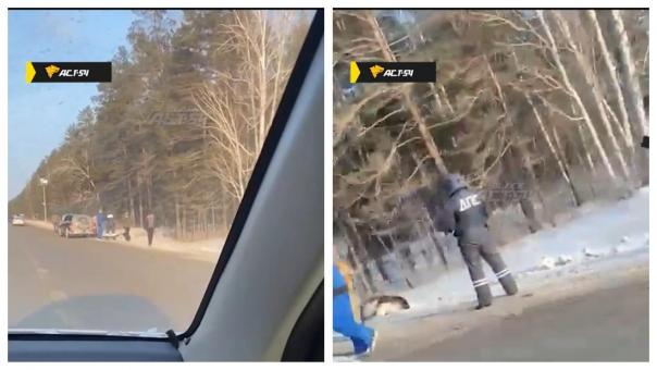 Под Новосибирском водитель автомобиля Subaru сбил лося на Колыванской трассе