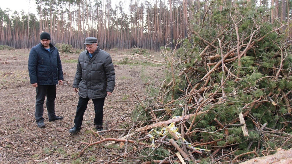 После десяти лет рубки. Омский лесхоз Омского района. Красноярский лес Омск. Нижнеомский лесхоз САУ Омской области. Фото Подгородский лесхоз Омск.