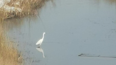 Редкую цаплю заметили на плотине в Новосибирской области