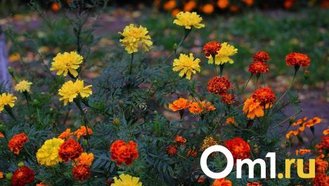 Август с температурой 0 градусов: в Новосибирске вспомнили аномально холодный конец лета