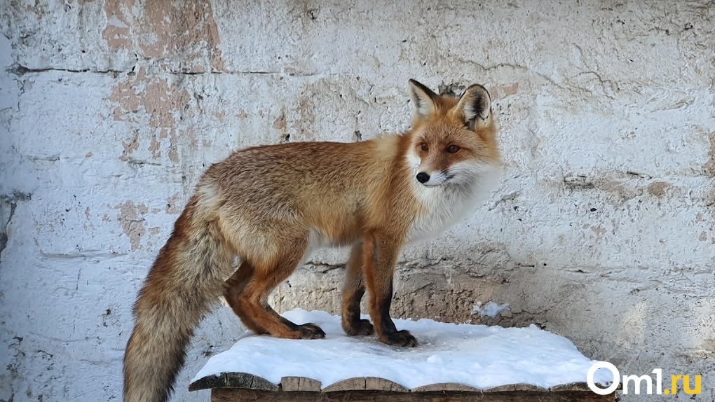 В Омской области объявили карантин из-за нашествия диких лис