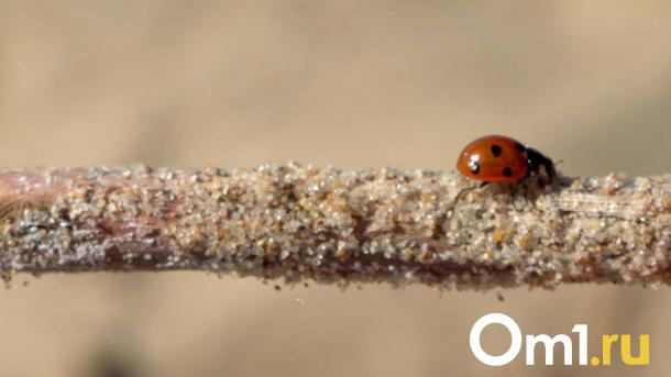 Погода в Омске изменится с 21 марта
