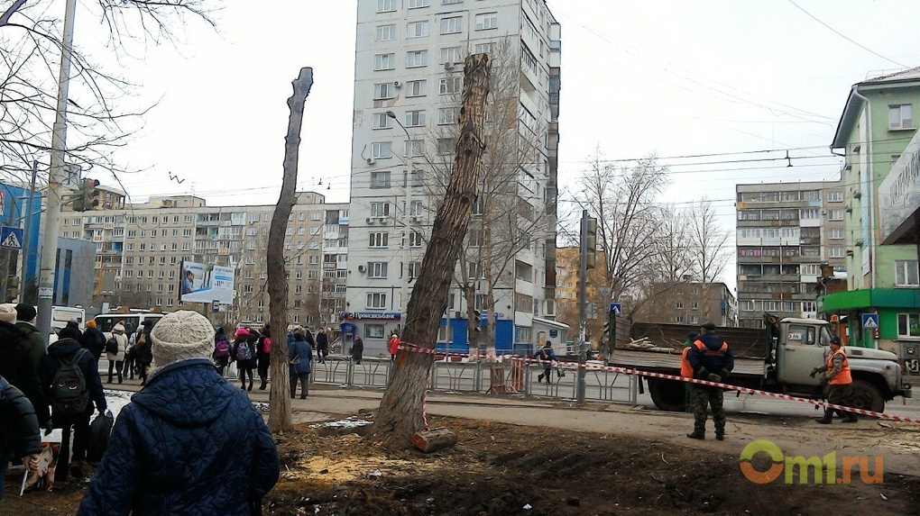 Тополиный омск. Тополь Омск. Вырубка в Омске.