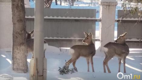 Стало известно, куда отправляют спасённых из Омска косуль