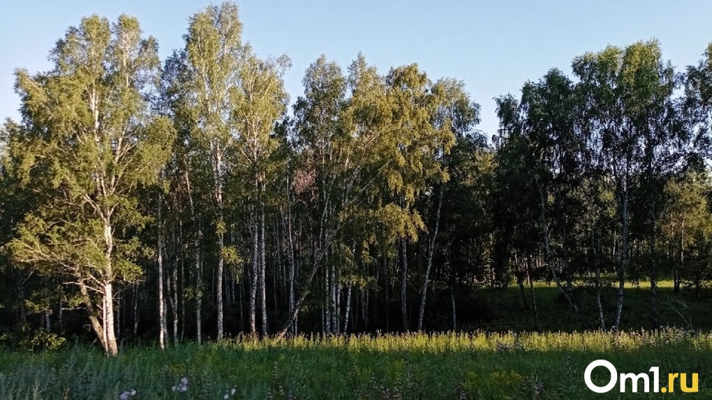 Полиция поймала омского «вооружённого» лесоруба за массовые вырубки деревьев