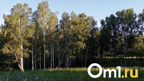 Полиция поймала омского «вооружённого» лесоруба за массовые вырубки деревьев