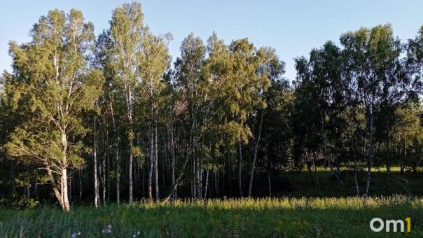Полиция поймала омского «вооружённого» лесоруба за массовые вырубки деревьев