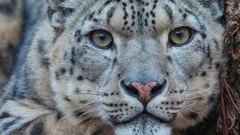 Снежный барс Нарина отмечает 15-летие в Новосибирском зоопарке
