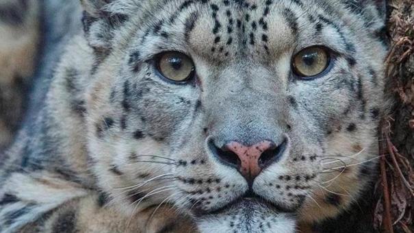 Снежный барс Нарина отмечает 15-летие в Новосибирском зоопарке