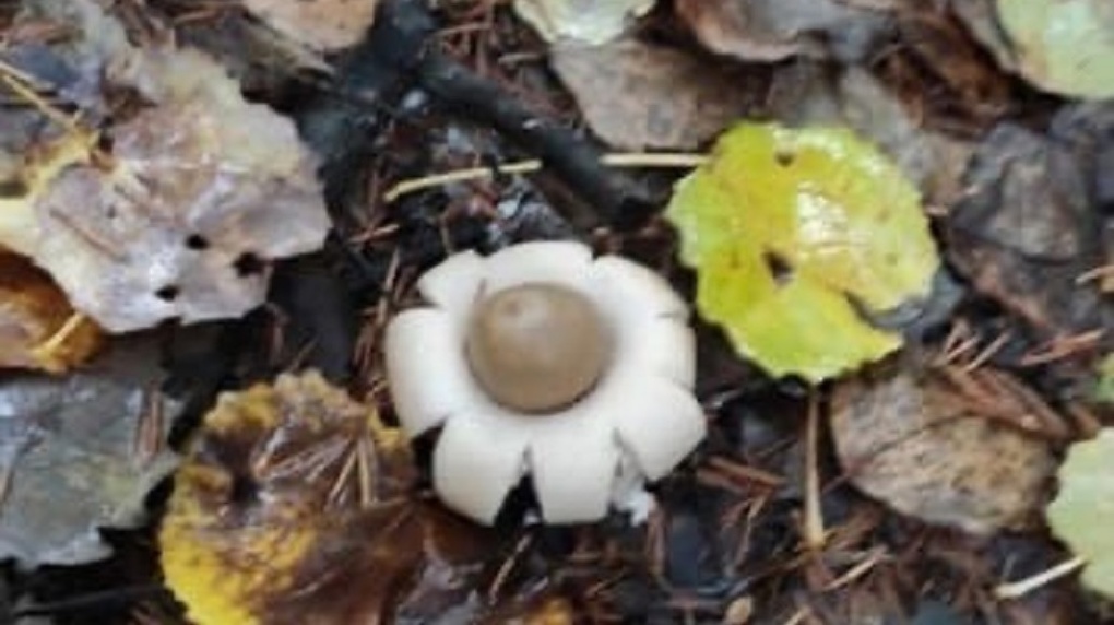Под Новосибирском нашли необычный гриб похожий на звезду